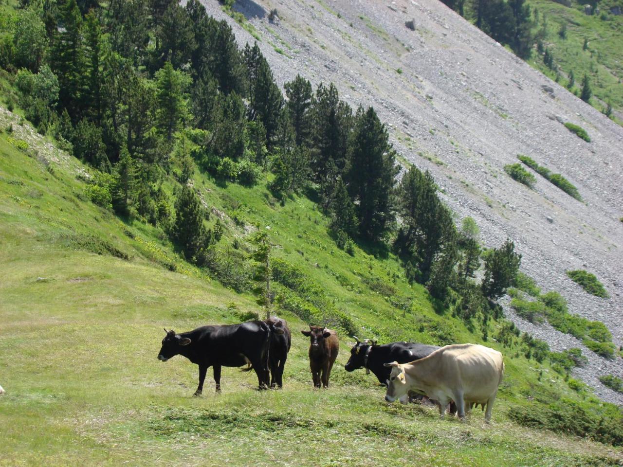 Komovi Eko Katun Villa Andrijevica Esterno foto